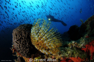 Tube Form, SmallReef Bodrum. by Levent Albas 